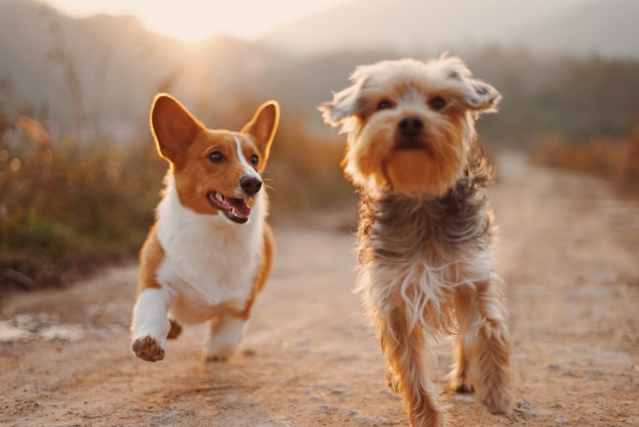 Two dogs playing together outdoors